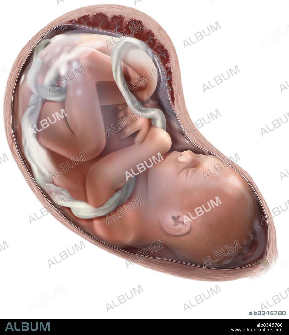 Between the 8th week of pregnancy and birth, the human being developing in the uterus is called a fetus. It undergoes significant growth, especially during the second trimester, growing from 3 to nearly 20 inches. It straightens out and its features become finer while its weight increases from 14 ounce to 7 pounds. From the 12th week, its kidneys function and it starts to urinate in the amniotic fluid. Its cardiovascular system develops until the 3rd month and its digestive system until the 7th month.