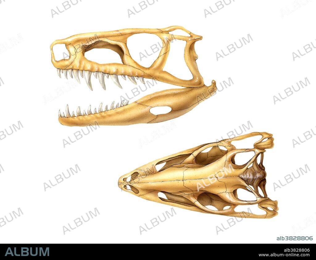 Side and top views of an archosaur skull. Archosaurs are the reptilian ancestors of the dinosaurs, crocodiles, flying pterosaurs, and birds. They evolved around 225 million years ago, at the end of the Permian Period.