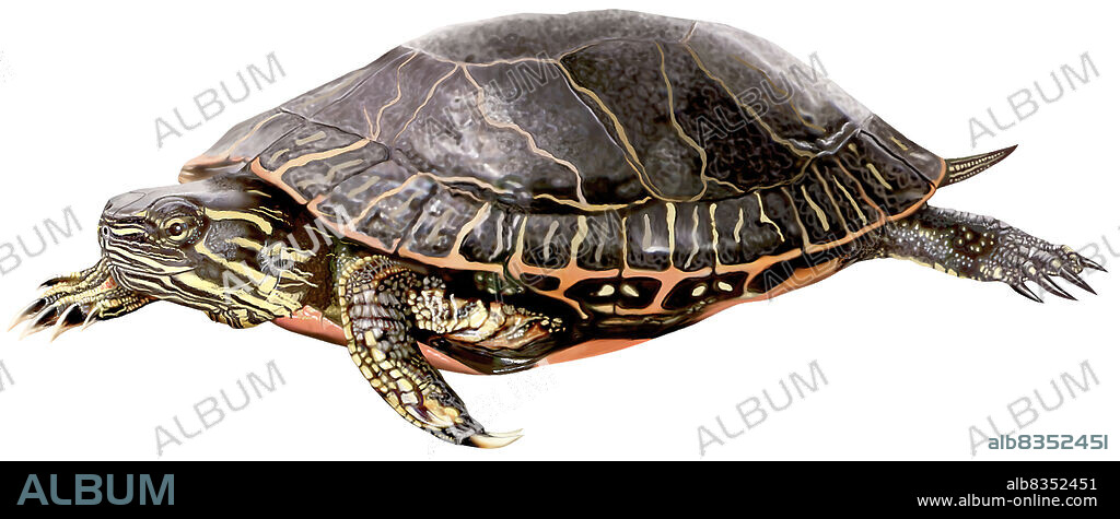 Squat land or aquatic reptile with short legs and bearing a carapace into which it retracts; there are about 250 species.