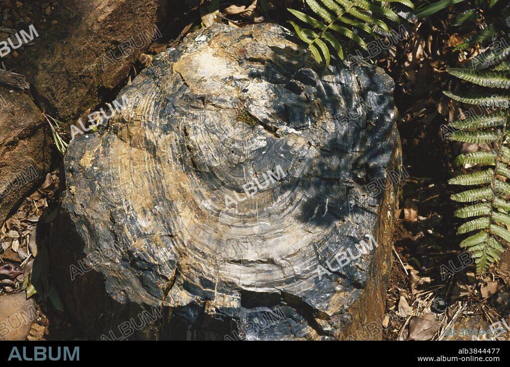 Petrified Wood in South Africa