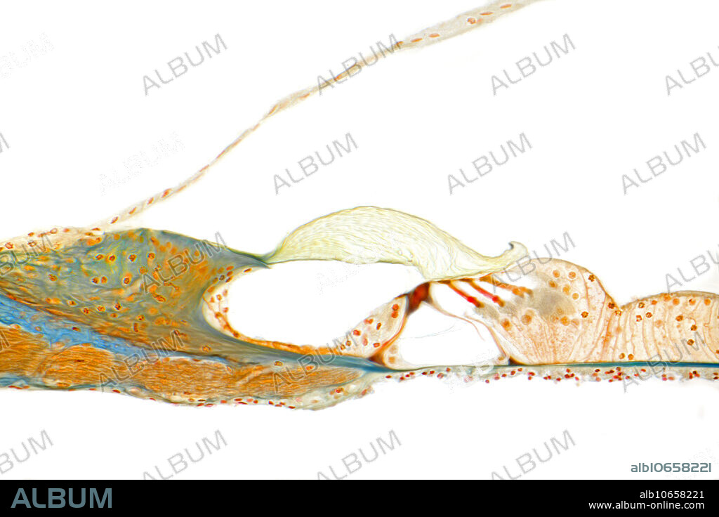 Organ of Corti, human, TS. Photographed from a triple-stained LS of Human cochlea. Part of the inner ear, it is responsible for the sense of pitch (sound frequency). HFW = 560um.