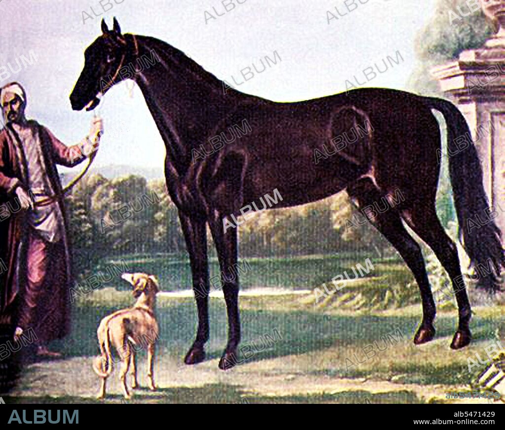 The Byerley Turk or Byerly Turk, (c. 1684-1706) was the earliest of three stallions that were the founders of the modern Thoroughbred horse racing bloodstock (the other two are the Godolphin Arabian and the Darley Arabian). The stallion is believed to have been captured by Captain Robert Byerley at the Battle of Buda (1686), served as Byerley's war horse when he was dispatched to Ireland in 1689 during King William's War and saw further military service in the Battle of the Boyne. The General Stud Book simply states, without reference to his origins, that both man and horse were in Ireland: BYERLY TURK, was Captain Byerly's charger in Ireland, in King William's wars (1689). The Byerly Turk was reportedly a dark brown horse with the strong oriental or Arabian features of large eyes, arched neck and high carriage of the tail. Many of his offspring were also noted to have been either bay or black.