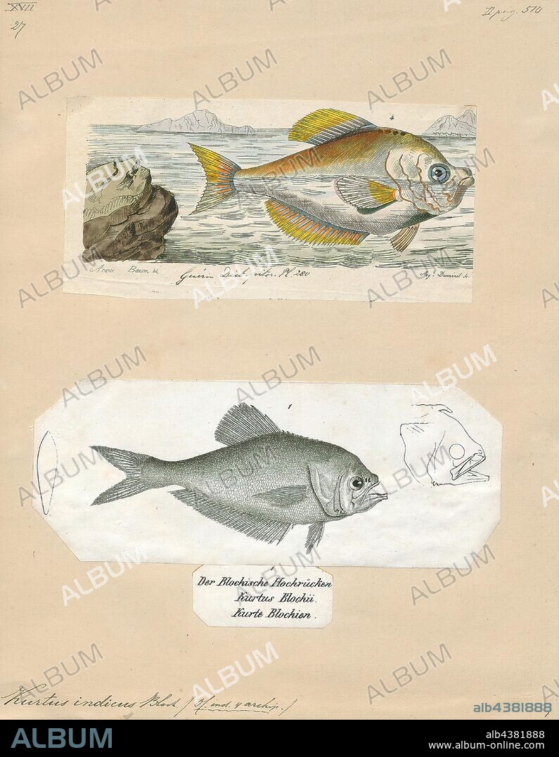 Kurtus indicus, Print, Kurtus indicus, the Indian humphead, is a species of nurseryfish native to fresh, brackish, and marine waters of the coastal regions of southern Asia from India to southeast China and Indonesia. It resembles the closely related K. gulliveri, but is far smaller, only reaching a length of 12.6 cm (5 in). Although it has been suggested that the male carries the egg cluster on a hook protruding from the forehead (as known from K. gulliveri), available evidence strongly suggests this is not the case in K. indicus: Out of several thousand examined, none carried eggs in this manner and the male's hook is likely also too small. The female lacks the hook entirely. It is of minor importance to local commercial fisheries., 1700-1880.