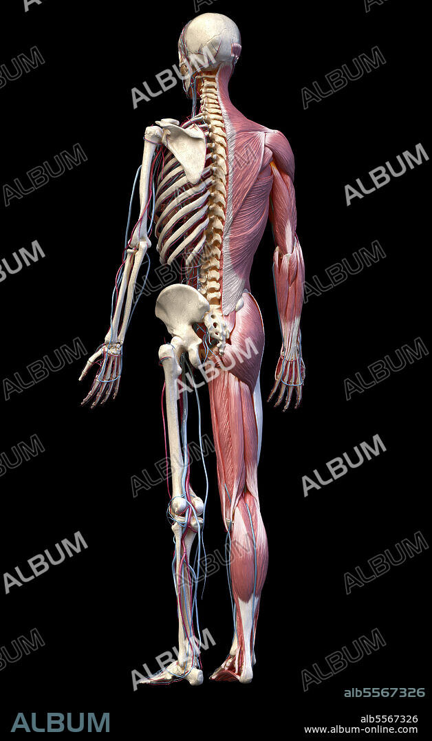 3D illustration of skeletal, muscular and cardiovascular systems. Full body, rear perspective on black background.