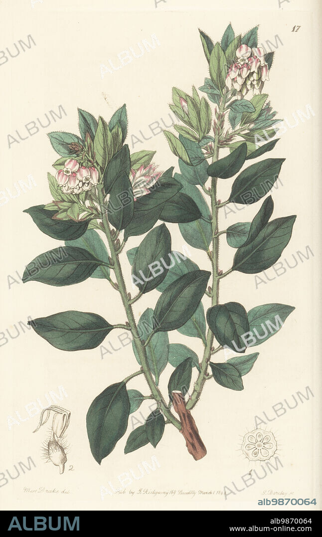 Pointleaf manzanita, pinguica, manzanilla or pungent bearberry, Arctostaphylos pungens. Introduced to the Horticultural Society by plant hunter Karl Theodor Hartweg who found it in Mexico. Handcoloured copperplate engraving by George Barclay after a botanical illustration by Sarah Drake from Edwards Botanical Register, continued by John Lindley, published by James Ridgway, London, 1844.