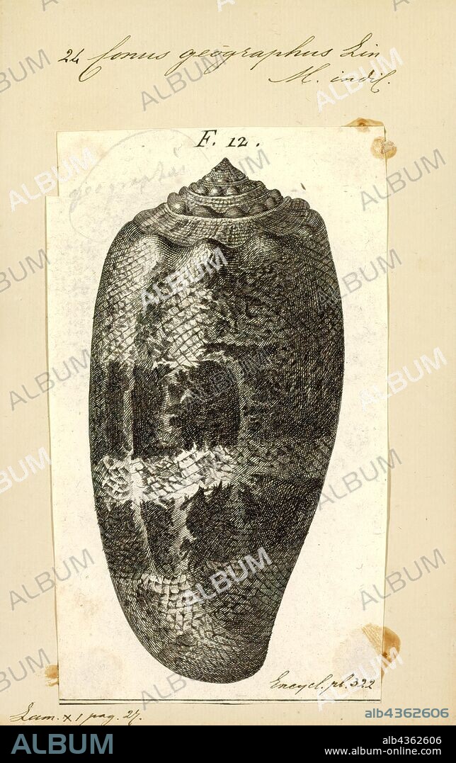 Conus geographus, Print, Conus geographus, popularly called the geography cone or the geographer cone, is a species of predatory cone snail. It lives in reefs of the tropical Indo-Pacific, and hunts small fish. Although all cone snails hunt and kill prey using venom, the venom of this species is potent enough to kill humans. Specimens should be handled with extreme caution.