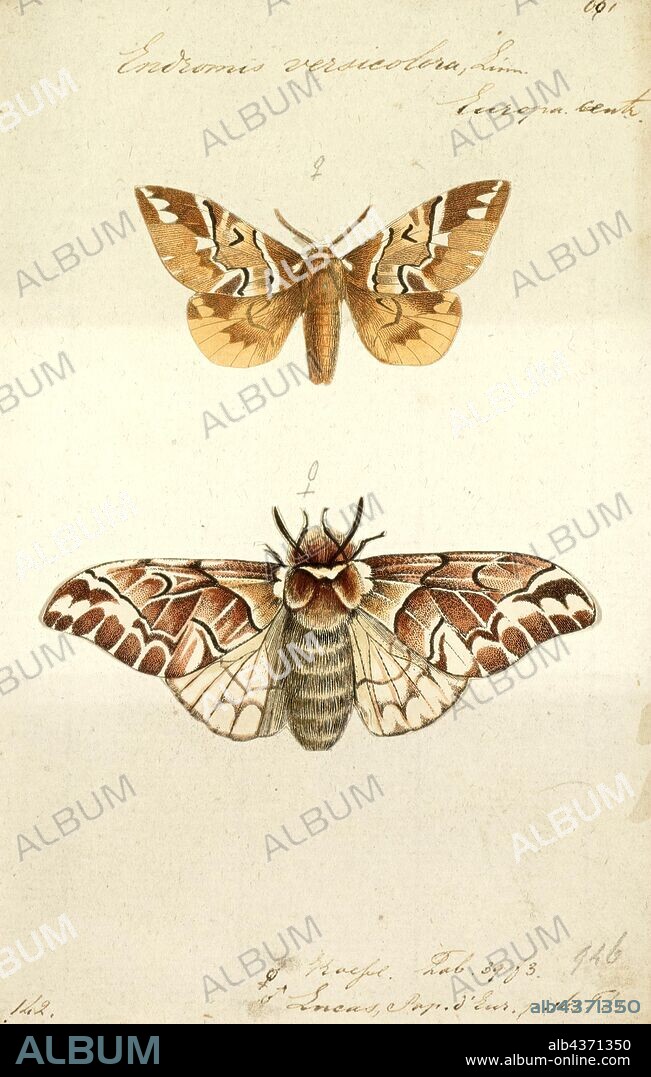 Endromis, Print, Endromis is a monotypic moth genus in the family Endromidae erected by Ferdinand Ochsenheimer in 1810. Its only species, Endromis versicolora, the Kentish glory, was described by Carl Linnaeus in his 1758 10th edition of Systema Naturae. It is found in the Palaearctic region.