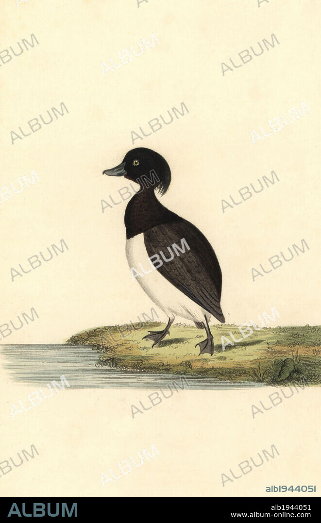 Tufted duck, Aythya fuligula. Handcoloured copperplate drawn and engraved by George Graves from his own "British Ornithology," Walworth, 1821. Graves was a bookseller, publisher, artist, engraver and colorist and worked on botanical and ornithological books.