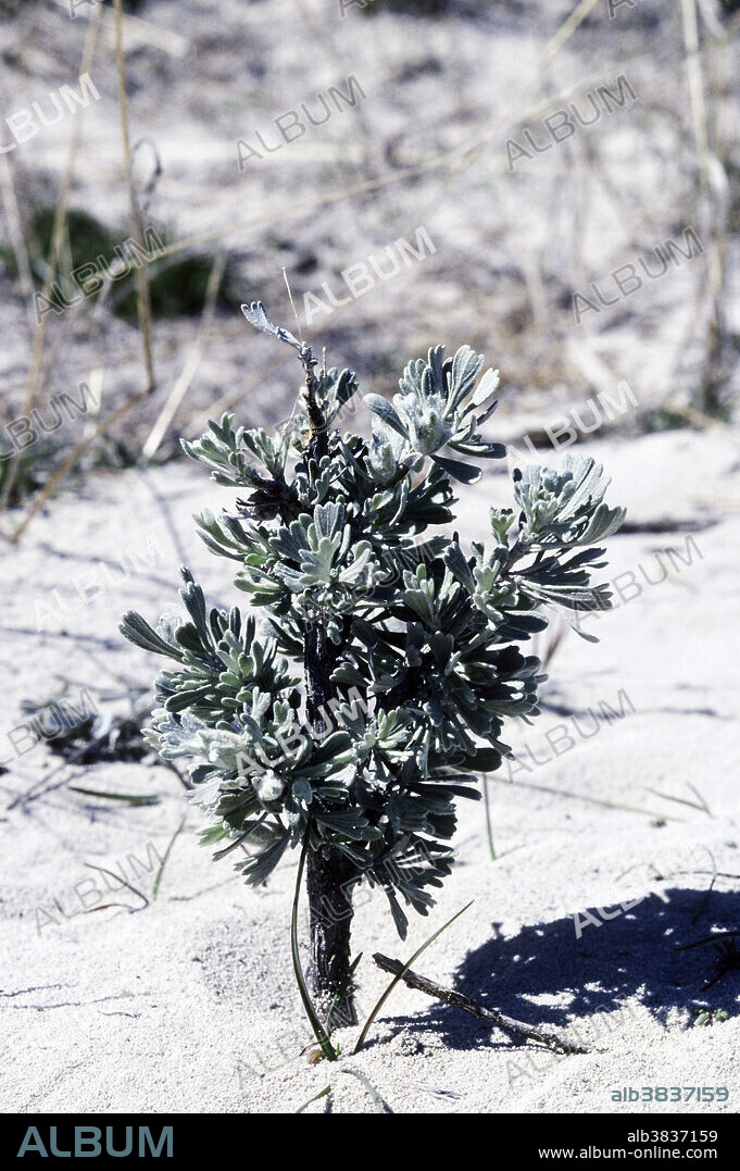 Big Sagebrush (Artemisia tridentata) on Antelope Island, Utah. Big Sagebrush is a perennial shrub that ranges in height from two to seven feet. It was once used by Native Americans and pioneers for medicine, fuel, and livestock food.