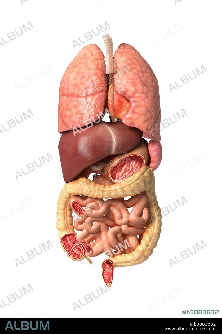 Human male anatomy showing internal organs of the respiratory and digestive system.