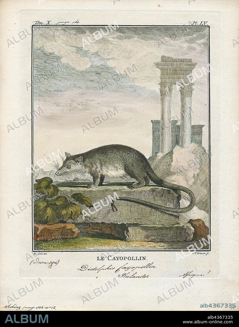Didelphis philander, Print, Didelphis is a genus of New World mammals. The six species in the genus Didelphis, commonly known as large American opossums, are members of the order Didelphimorphia. The genus is composed of cat-sized omnivorous species, which can be recognized by their prehensile tails and their tendency to "play possum" (feign death) when cornered. The largest species, the Virginia opossum (Didelphis virginiana), is the only marsupial to be found in North America north of Mexico., 1700-1880.