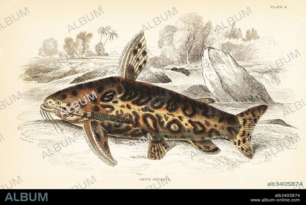 Jaguar catfish, Liosomadoras oncinus (Marbled arius, Arius oncinus). Handcoloured steel engraving by W.H. Lizars after an illustration by James Stewart from Robert Schomburgk's Fishes of Guiana, part of Sir William Jardine's Naturalist's Library: Ichthyology, Edinburgh, 1841.