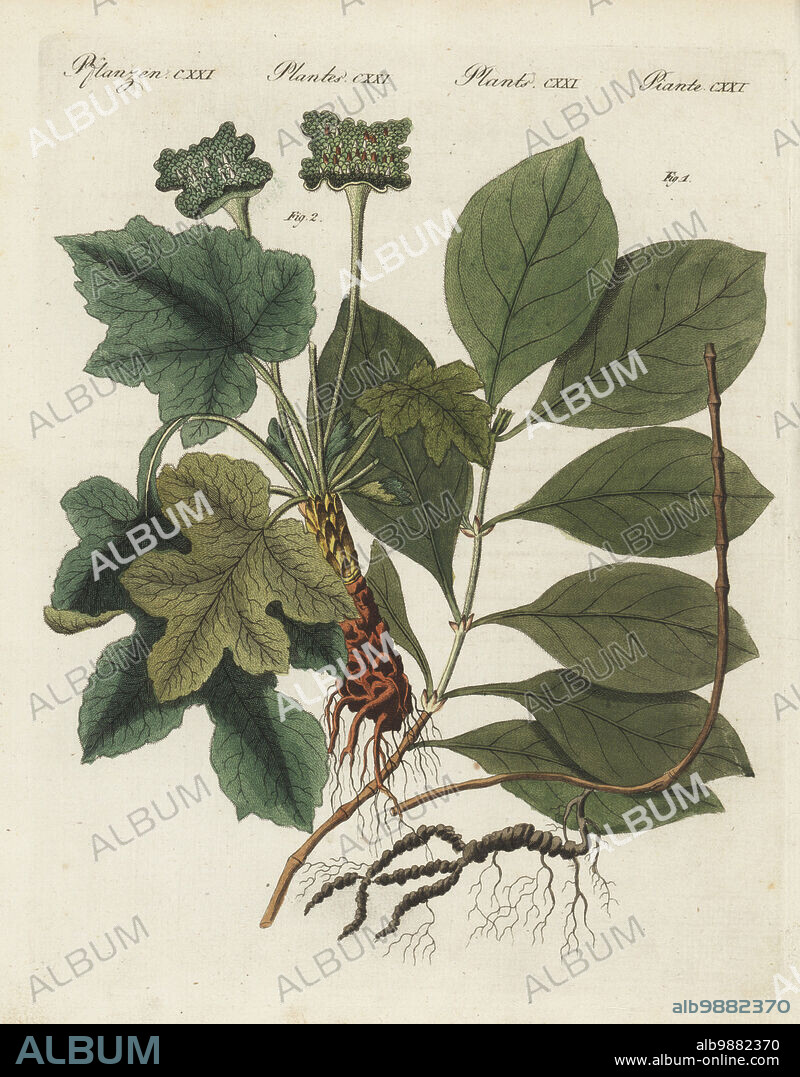 Ipecacuanha, Carapichea ipecacuanha 1 and contrajerva, Dorstenia contrayerva 2. American medicinal plants. The botanicals were drawn by Henriette and Conrad Westermayr, F. Götz and C. Ermer. Handcoloured copperplate engraving from Carl Bertuch's Bilderbuch fur Kinder (Picture Book for Children), Weimar, 1810. A 12-volume encyclopedia for children illustrated with almost 1,200 engraved plates on natural history, science, costume, mythology, etc., published from 1790-1830.