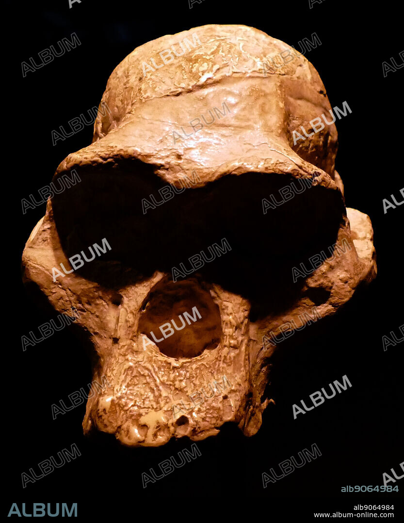 Australopithecus Africanus, an extinct (fossil) species of the australopithecines, the first of an early ape-form species to be classified as hominin (in 1924). dated as living between 3.3 and 2.1 million years ago, or in the late Pliocene and early Pleistocene times; it is debated as being a direct ancestor of modern humans. This skull was found at Taung, South Africa.