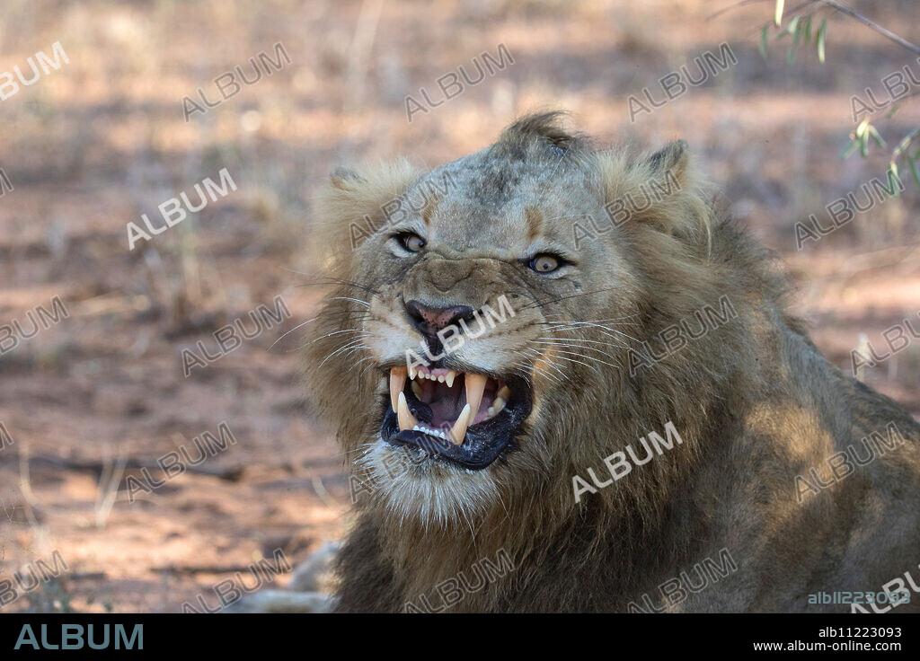 Kruger National Park. Lion yawning (Panthera leo). South Africa.