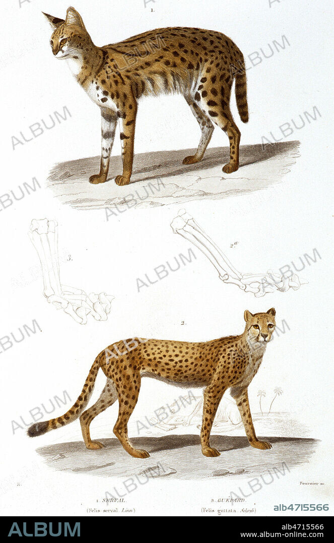 Planche zoologique representant des FELINS: Serval (flis serval, Linn. ) et Guepard (felis guttata, schreb.) . Gravure in Regne Animal par Georges CUVIER, vers 1840. Zoologie 19eme siecle. Credit Collection Grob/Kharbine Tapabor.