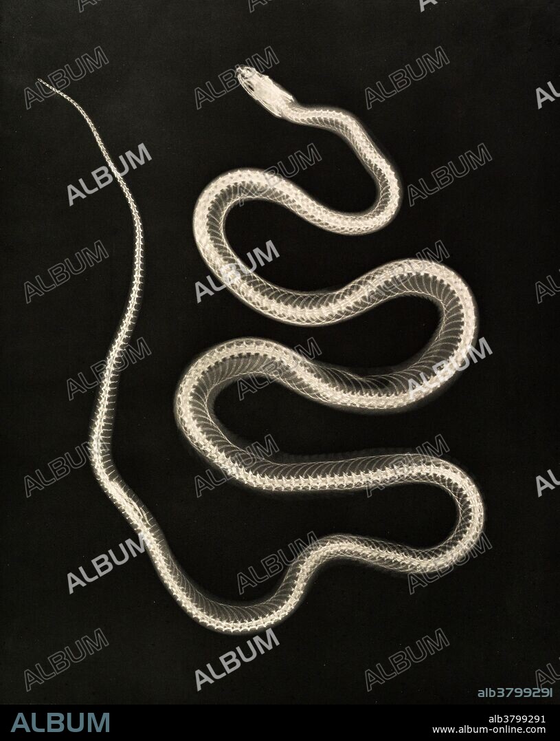 X-ray of Aesculapian Snake, 1896