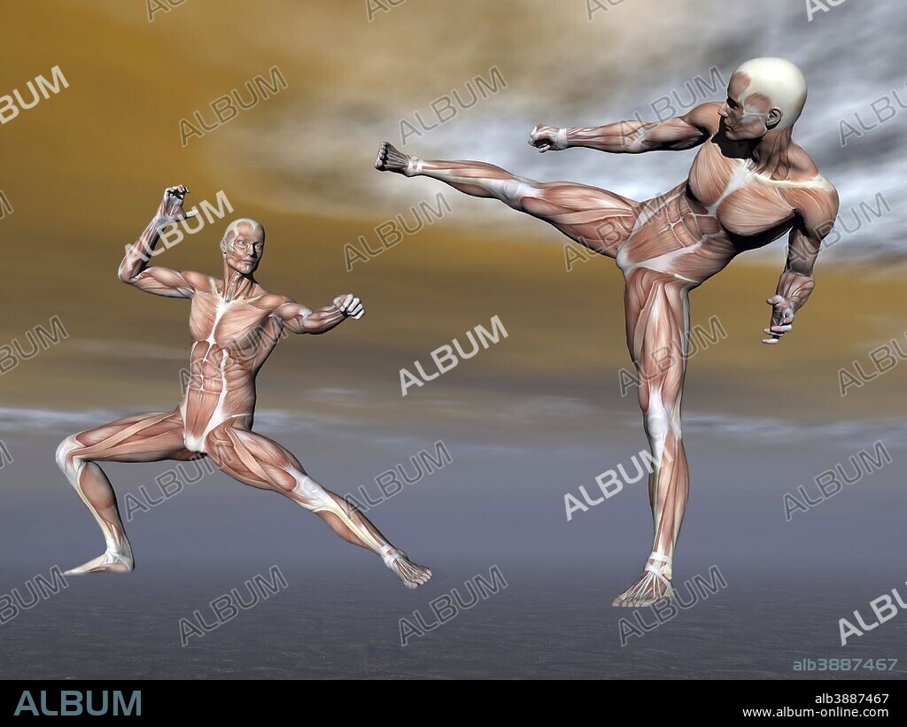 Male musculature in fighting stance.