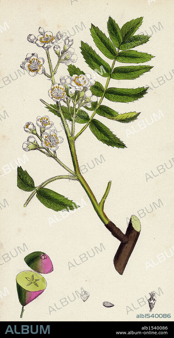 Pyrus domestica; Service-tree.