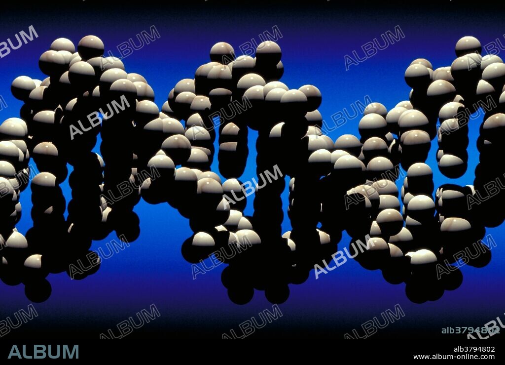 Computer generated model of B-DNA, showing its twisted double helix structure. B-DNA is a conformation of DNA (Deoxyribonucleic Acid), the carrier of the genetic code. Human DNA is made up of a series of chemical building blocks, or bases, represented by the letters, A (adenine), T (thymine), G (guanine) and C (cytosine). The number and order of these bases determine what we are, how we look, and the diseases to which we may be predisposed. B-DNA has a right-handed double helix with a wide and narrow groove. The bases of B-DNA are perpendicular to the helix axis.