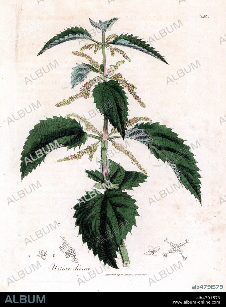 Stinging nettle, Urtica dioica. Handcolored copperplate engraving from a botanical illustration by James Sowerby from William Woodville and Sir William Jackson Hooker's "Medical Botany" 1832. The tireless Sowerby (1757-1822) drew over 2,500 plants for Smith's mammoth "English Botany" (1790-1814) and 440 mushrooms for "Coloured Figures of English Fungi " (1797) among many other works.