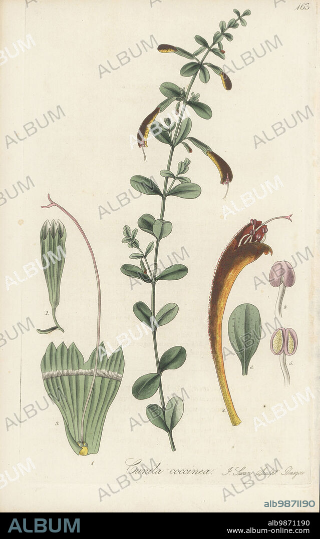 Scarlet calamint, Clinopodium coccineum. Named by English botanist Thomas Nuttall from a dried specimen brought from Florida. Scarlet-flowered cunila, Cunila coccinea. Handcoloured copperplate engraving by Joseph Swan after a botanical illustration by William Jackson Hooker from his Exotic Flora, William Blackwood, Edinburgh, 1827.