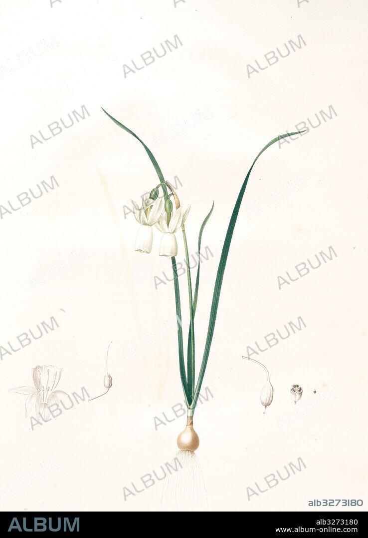 Narcissus calathinus, Narcissus triandrus; Narcisse à grande coupe, Angel's tears; Daffodil, Redouté, Pierre Joseph, 1759-1840, les liliacees, 1802 - 1816.