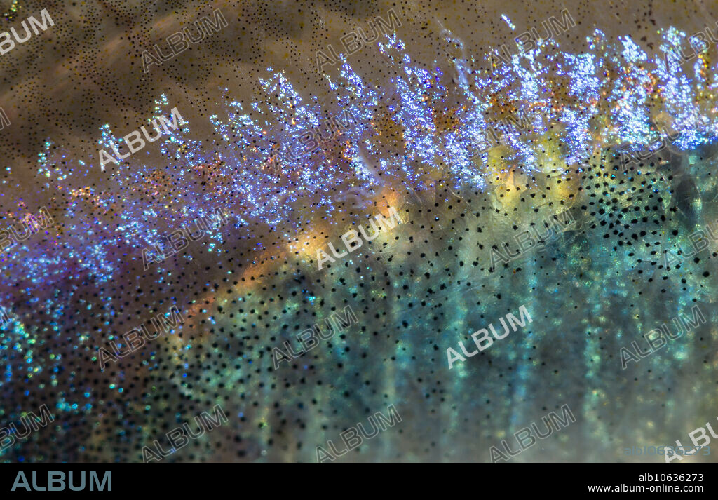 A Bleeding Blue Tetra (Hyphessobrycon margitae) seined from the R??o Nanay, Loreto, Peru in September of 2017. This species is exported from Peru as an aquarium fish.