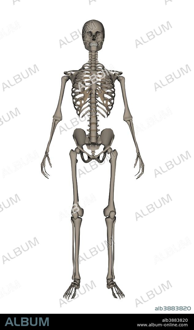 Front view of human skeleton, isolated on white background.
