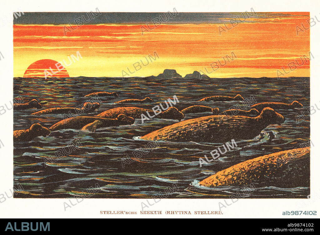 Steller's sea cow, Hydrodamalis gigas. Extinct sirenian described by George Wilhelm Steller in 1741, hunted to extinction by 1768. Stekkersche Seekuh, Rhytina stelleri. Colour printed illustration by F. John from Wilhelm Bolsches Tiere der Urwelt (Animals of the Prehistoric World), Reichardt Cocoa company, Hamburg, 1908.