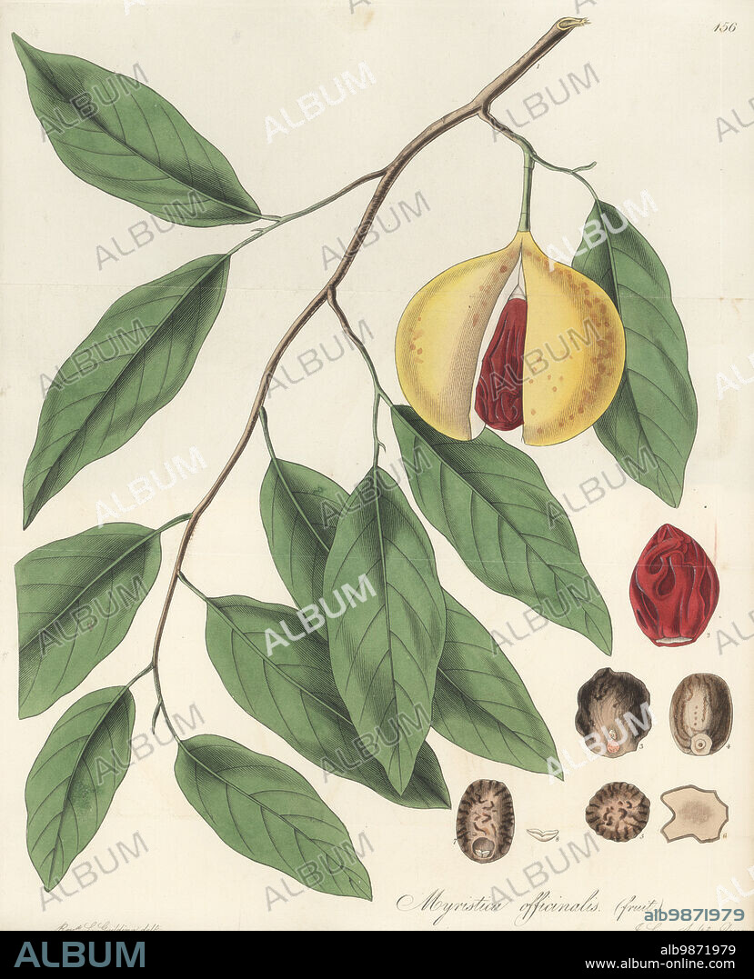 Fragrant nutmeg, Myristica fragrans. Native to the Moluccas (Makuku) and the Banda islands, this specimen drawn by Rev. Lansdown Guilding on St. Vincent Island, West Indies. Tree, male and female flowers and young fruit. True nutmeg, Myristica officinalis. Handcoloured copperplate engraving by Joseph Swan from William Jackson Hooker's Exotic Flora, William Blackwood, Edinburgh, 1827.
