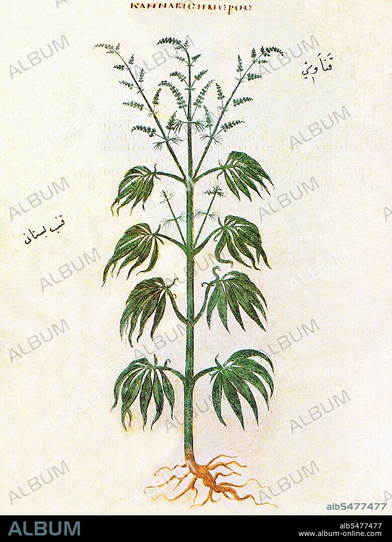 According to the accompanying description on page 168 recto, the plant is used as raw material for ropes, their fruits helps with ear problems. The Arabic text at left appears to read qinnab bustani ??? ?????? or 'garden hemp'. The Vienna Dioscurides or Vienna Dioscorides is an early 6th century illuminated manuscript of De Materia Medica by Dioscorides in Greek. It is an important and rare example of a late antique scientific text. The 491 vellum folios measure 37 by 30 cm and contain more than 400 pictures of animals and plants, most done in a naturalistic style. In addition to the text by Dioscorides, the manuscript has appended to it the Carmen de herbis attributed to Rufus, a paraphrase of an ornithological treatise by a certain Dionysius, usually identified with Dionysius of Philadelphia, and a paraphrase of Nicander's treatise on the treatment of snake bites. The manuscript was created in about 515 and was made for the Byzantine princess Juliana Anicia, the daughter of Emperor Anicius Olybrius. Although it was originally created as a luxury copy, there is some indication that in later centuries it was used daily as a hospital textbook. It includes some annotations in Arabic. The manuscript was discovered in Istanbul in the 1560s by the Flemish diplomat Ogier Ghiselin de Busbecq who was in the employ of Emperor Ferdinand I. The Emperor bought the manuscript and it is now held in the Österreichische Nationalbibliothek in Vienna. The manuscript was inscribed on UNESCO's Memory of the World Programme Register in 1997 in recognition of its historical significance.