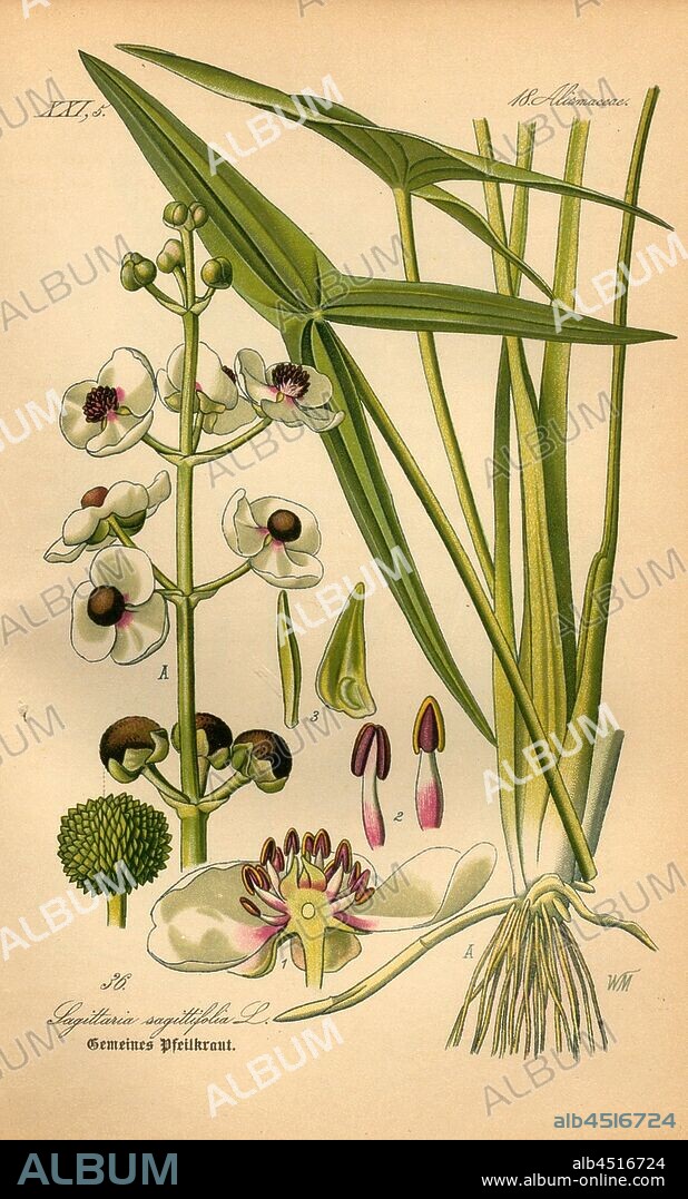 Common arrowhead, Sagittaria sagittifolia L. - Common arrowhead or arrowhead, Family: 18. Alismaceae, Frogshead family, Signed: WM, plate 36, after p. 84 (Vol. 1), Müller, W., 1886, Otto Wilhelm Thomé: Prof. Dr. Thomé's Flora von Deutschland, Österreich und der Schweiz in Wort und Bild. Gera-Untermhaus: Verlag von Fr. Eugen Köhler, [1886].