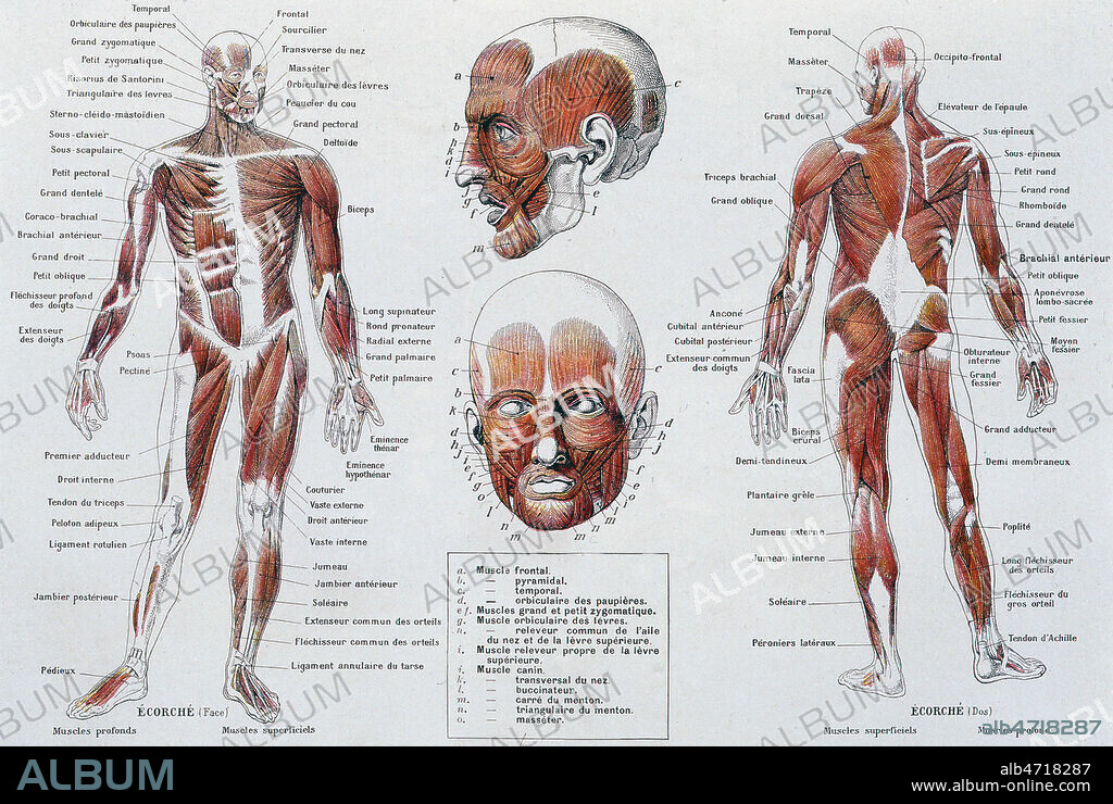 Planche representant les muscles d'un homme en ecorche. Illustration tiree du Larousse Medical vers 1910. Credit : Collection Jonas/KHARBINE-TAPABOR.
