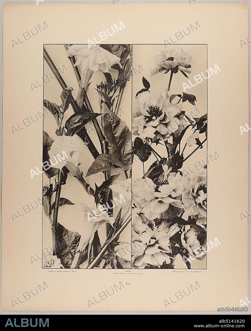 Gerlach & Schenk, Martin Gerlach, J. Schober, fillings of datura and peony, Staatliche Landesbildstelle Hamburg, collection on the history of photography, paper, collotype, sheet size: height: 40.1 cm; width: 32.1 cm, inscribed: recto: Verlag von Gerlach & Schenk in Vienna, Déposé. Gerlach, Festons and decorative groups, collotype by J. Schober in Karlsruhe. Numbering, Landesbildstelle, handwritten inv. no, photography, plants and herbs.