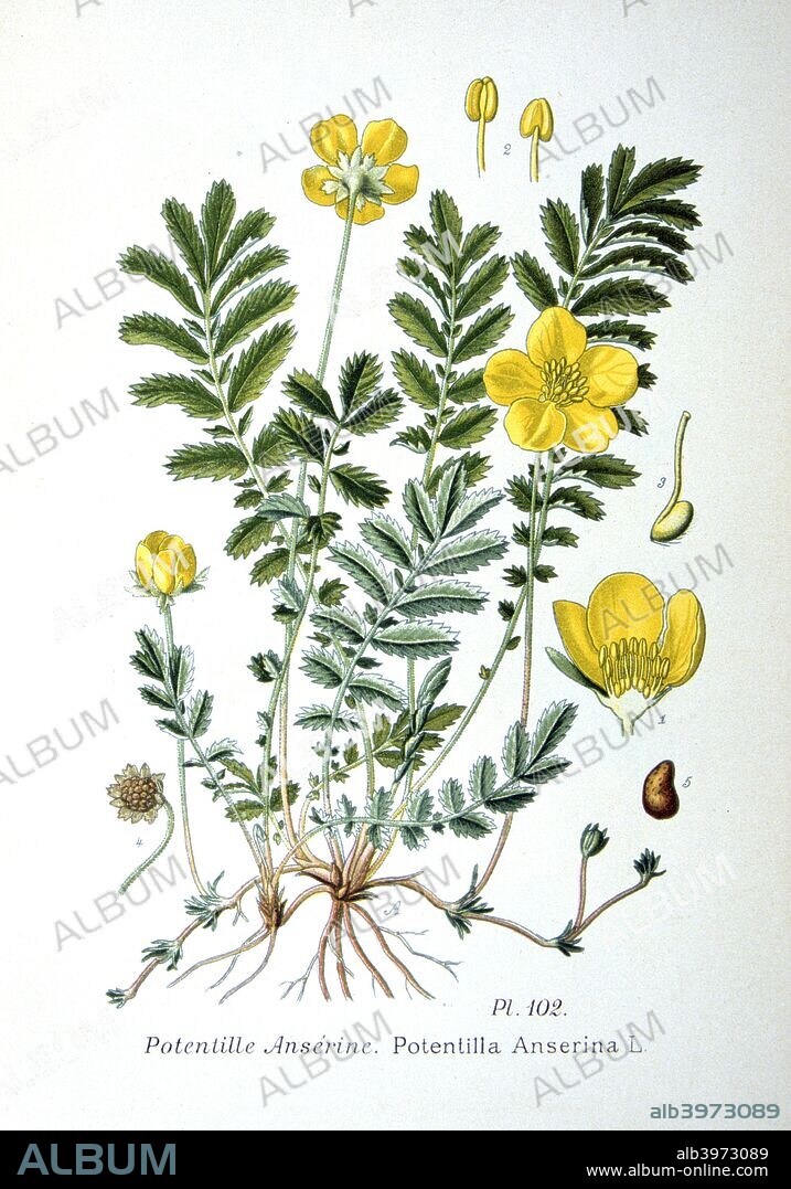 Silverweed, 1893. Botanical illustration of Potentilla Anserina, or silverweed, from an atlas of the plants of France.