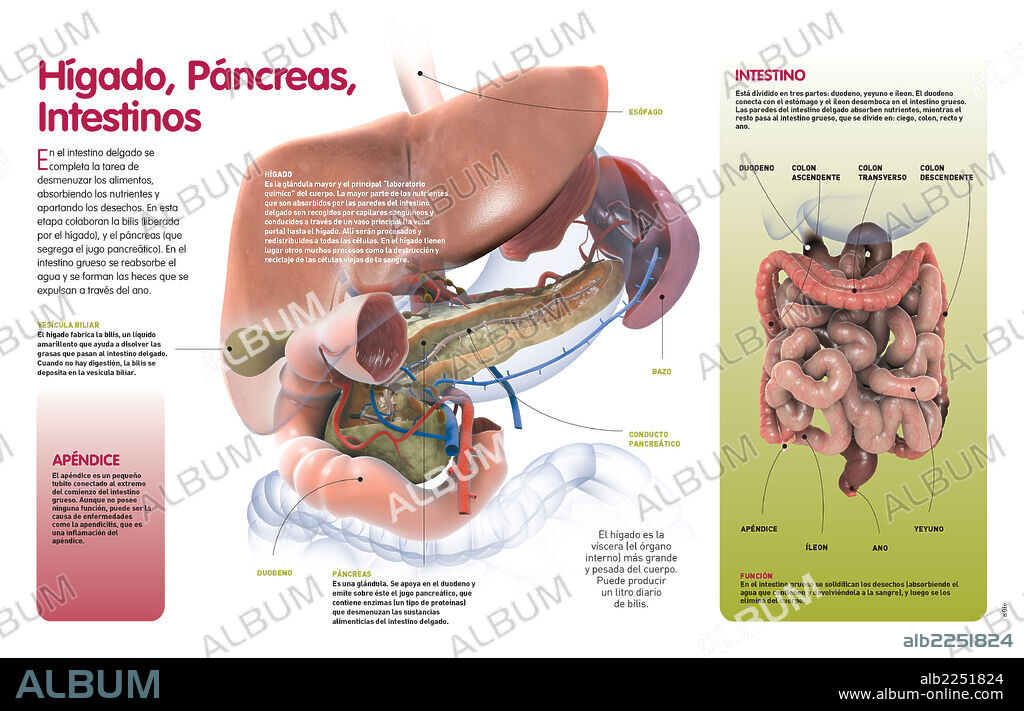 Hígado, Páncreas, Intestinos. Infografía que describe las funciones del hígado, el páncreas y los intestinos como componentes del sistema digestivo.