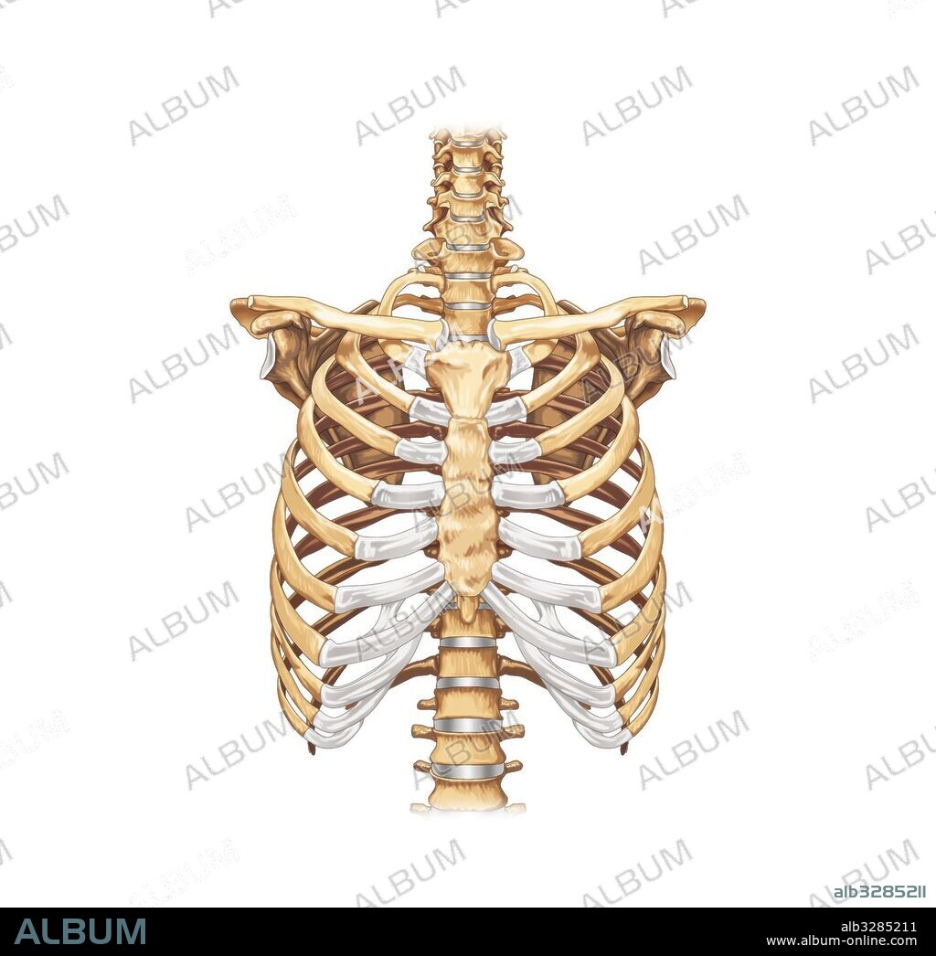 Bones of the thorax - anterior view of the ribcage.