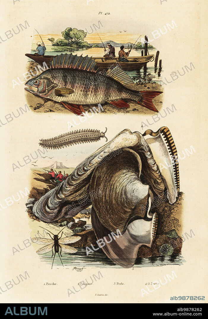 European perch, Perca fluviatilis 1, and fishermen fishing with rods, velvet worm, Peripatus iuliformis 2, lacewing, Perla marginata 3, and pearl oyster, Isognomon isognomum 4. Perche, Peripate, Perle, Perne. Handcoloured steel engraving by du Casse after an illustration by Adolph Fries from Felix-Edouard Guerin-Meneville's Dictionnaire Pittoresque d'Histoire Naturelle (Picturesque Dictionary of Natural History), Paris, 1834-39. .