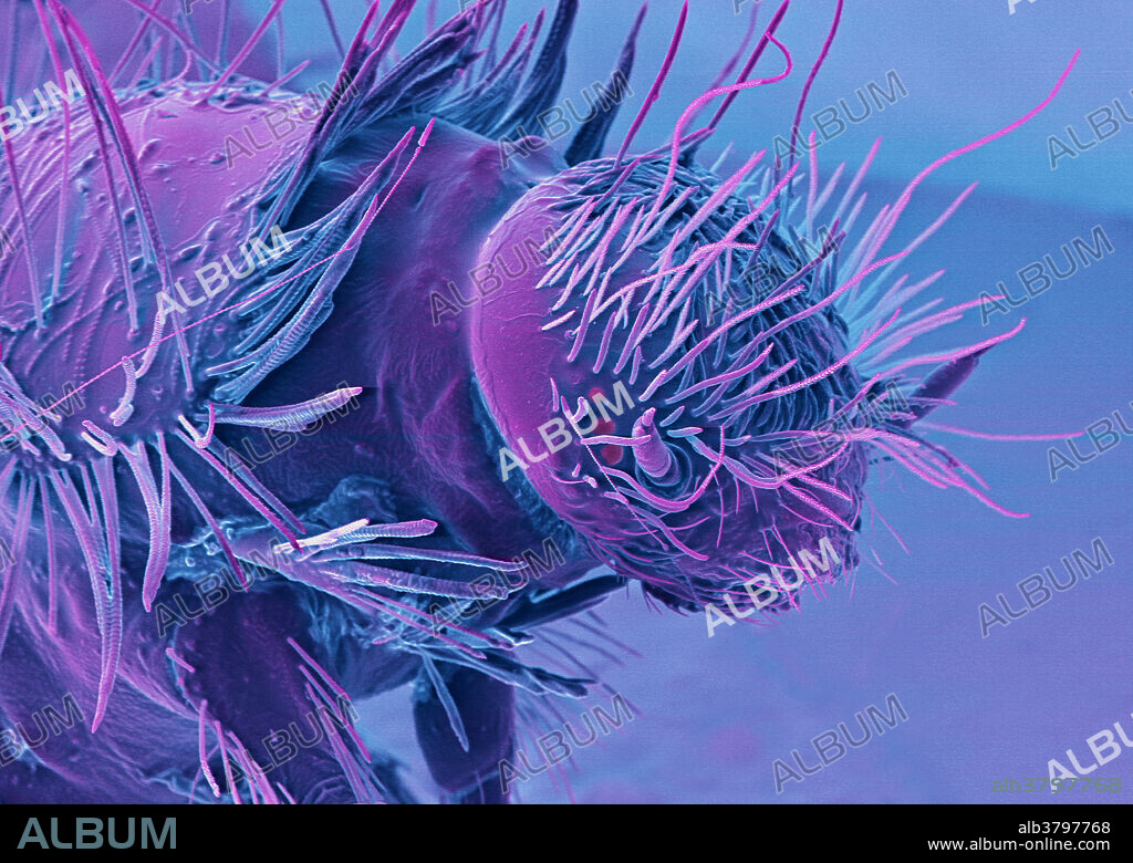 Coloured scanning electron micrograph (SEM) of a carpet beetle (Anthrenus sp.) larva. These larvae are a significant pest that feed on animal materials including fur, feathers, hair, leather and other fabrics and stored food products. The larvae can survive for two to three years indoors, before hatching into free-living adult beetles. They are covered in hairs (setae) that can cause irritation to humans on contact with skin or if inhaled. Magnification: x110 when printed 10 centimetres wide.