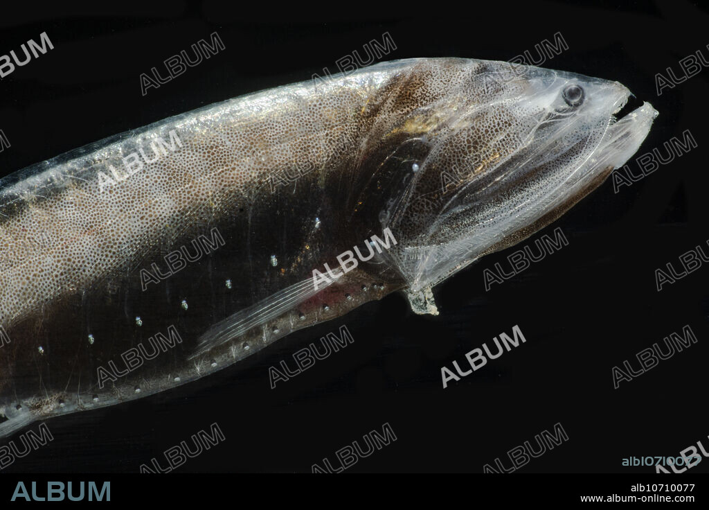 The Tan Bristlemouth (Cyclothone pallida) is a mesopelagic fish found throughout the major oceans of the world. The species is most commonly encountered from 600 to 1800m depth. This specimen was collected by an ROV from 700m depth in the Gulf of Mexico, in July 2019. Because this specimen was collected by an ROV, it is not damaged  normally this species is damaged when it comes up intrawling nets. Thi is a mont condition specimen. Image courtesy of the Journey into Midnight project, NOAA/OER.
