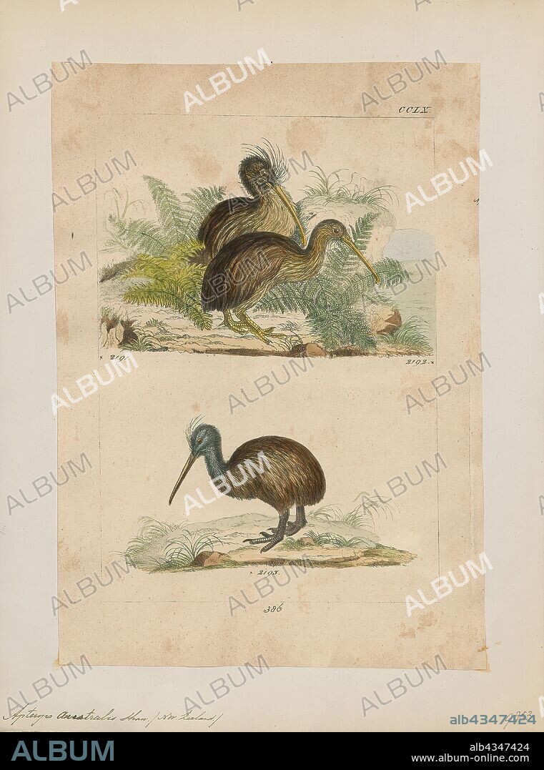 Apteryx australis, Print, The southern brown kiwi, tokoeka, or common kiwi (Apteryx australis) is a species of kiwi from New Zealand's South Island. Until 2000 it was considered conspecific with the North Island brown kiwi, and still is by some authorities., 1820-1860.