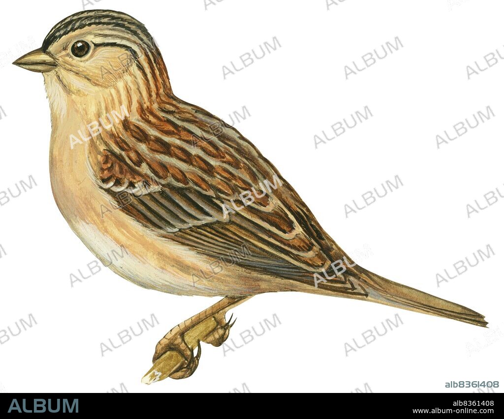 Grasshopper sparrow.