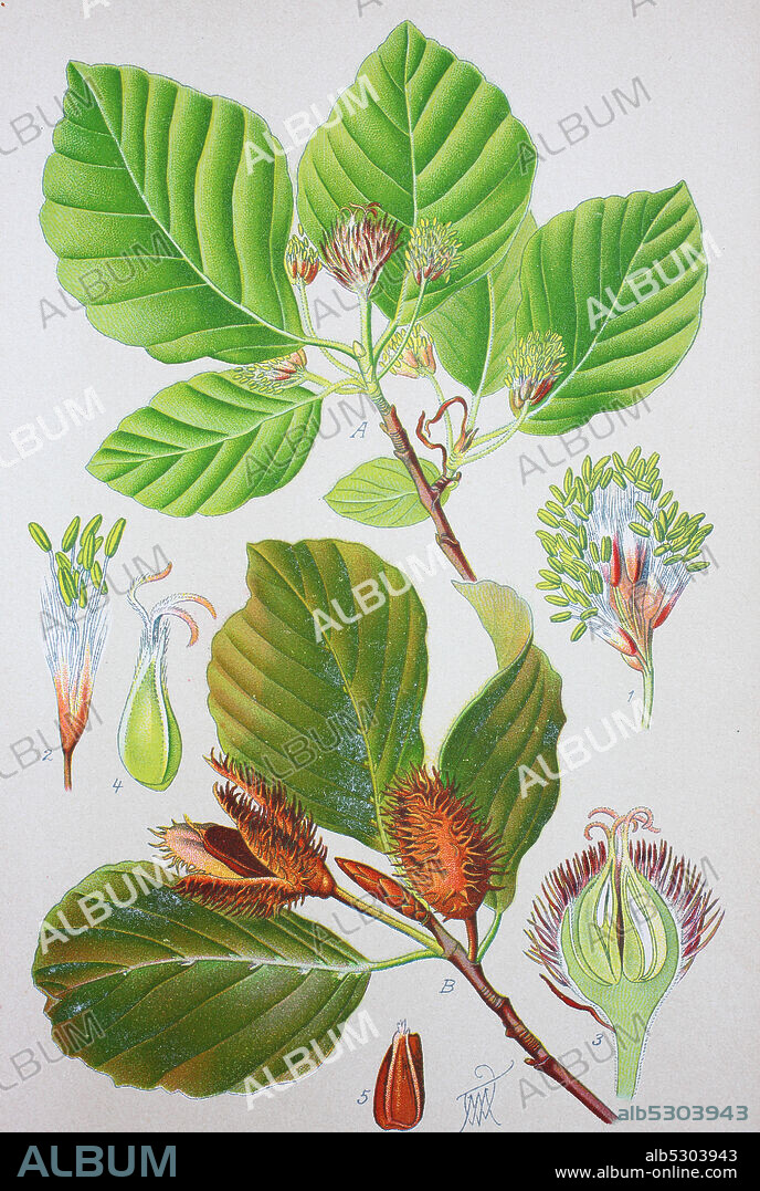 Fagus sylvatica, the European beech or common beech, is a deciduous tree belonging to the beech family Fagaceae  /  Rotbuche, digital improved reproduction of an original from the 19th century / digitale Reproduktion einer Originalvorlage aus dem 19. Jahrhundert.