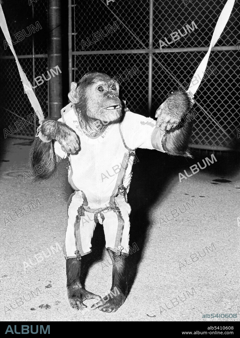 Enos wearing a spacesuit and wrist tethers. Enos (d. November 4, 1962) was the 2nd chimp launched into space and the first chimp to achieve Earth orbit. Enos' flight occurred on November 29, 1961. His training was more intense for him than for his predecessor Ham, because Enos was exposed to weightlessness and higher gs for longer periods of time. His training included psychomotor instruction and aircraft flights. Enos died of shigellosis-related dysentery, which was resistant to then-known antibiotics. Pathologists reported no symptoms that could be attributed or related to his space flight.