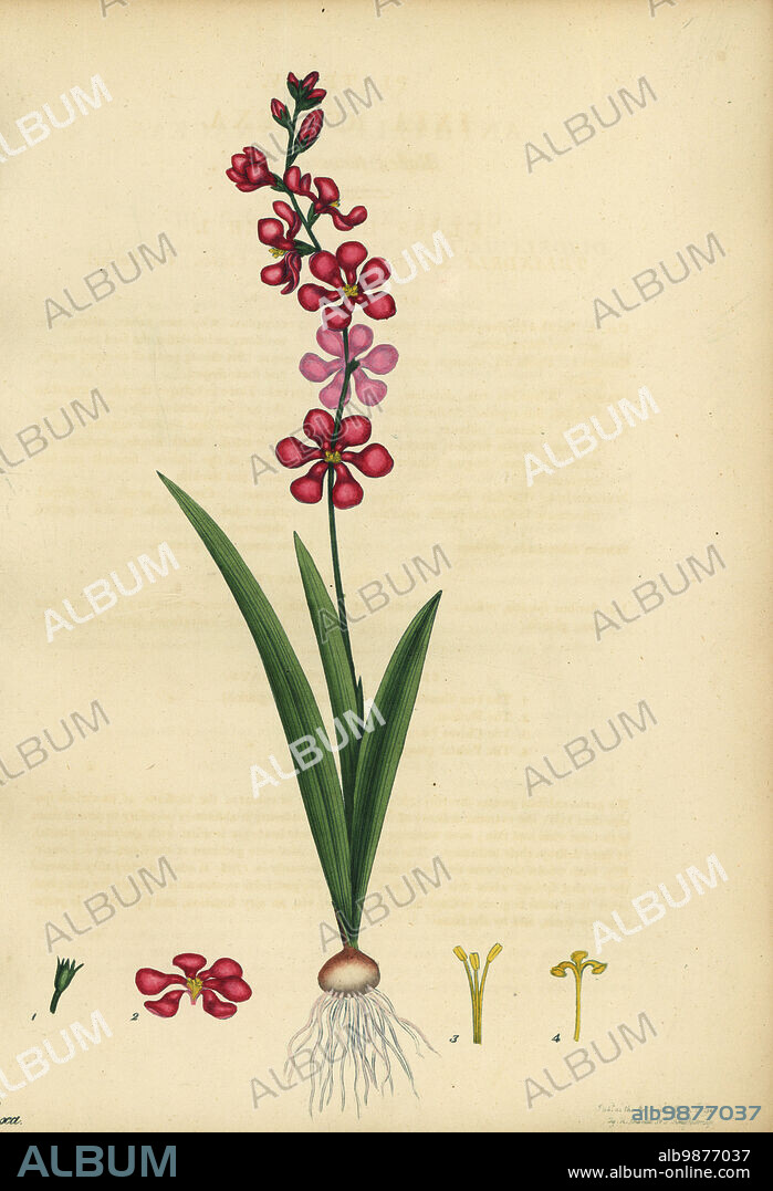 Corn lily, Ixia scillaris. Reflex-flowered ixia, Ixia reflexa. Copperplate engraving drawn, engraved and hand-coloured by Henry Andrews from his Botanical Register, Volume 1, published in London, 1799.