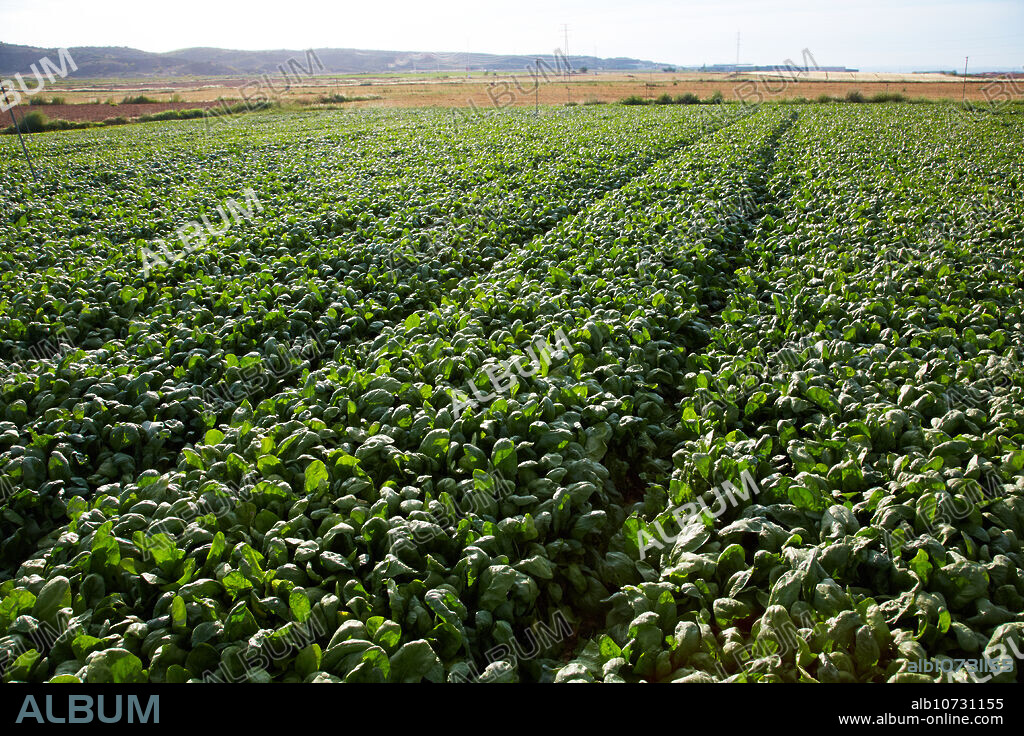 Spinach growing fields, Agricultural fields, High Ribera, Arga-Aragon Ribera, Navarre, Spain.