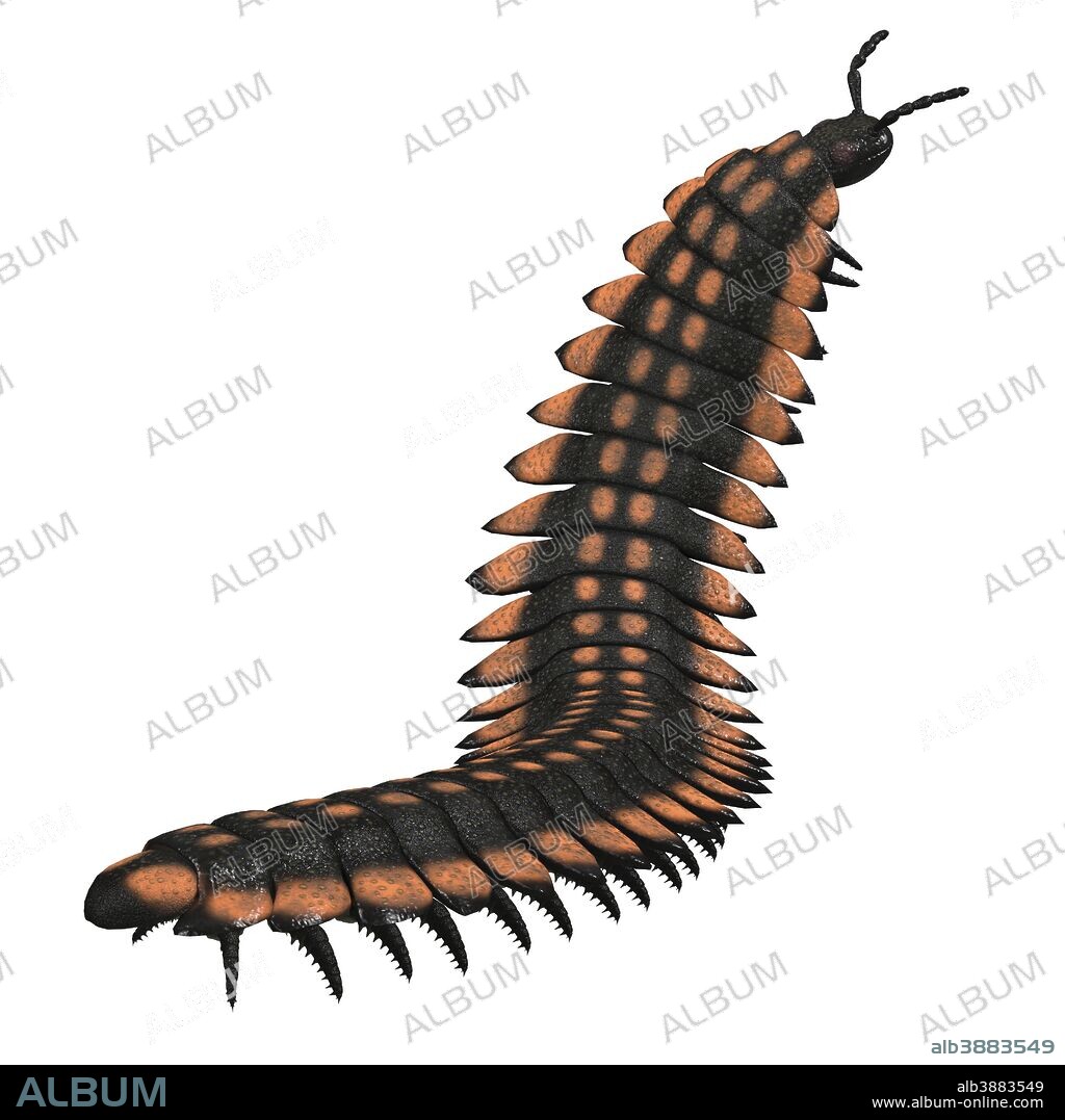 Arthropleura invertebrate on white background. Arthropleura was a giant insect invertebrate that lived in North America and Scotland during the Carboniferous Period.