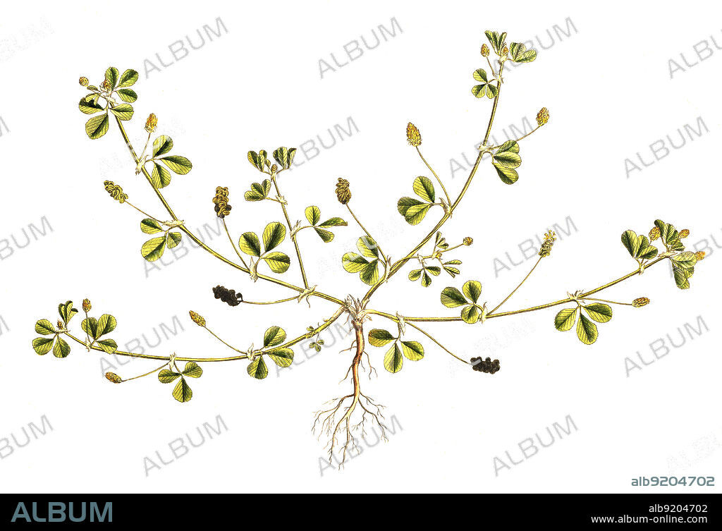 Hopfenklee, Medicago lupulina, auch Hopfen-Luzerne, Zetterklee oder Gelbklee / Medicago lupulina, commonly known as black medick, nonesuch, or hop clover, historical, digital improved reproduction of an original from the 19th century / digital restaurierte Reproduktion einer Originalvorlage aus dem 19. Jahrhundert, genaues Originaldatum nicht bekannt.