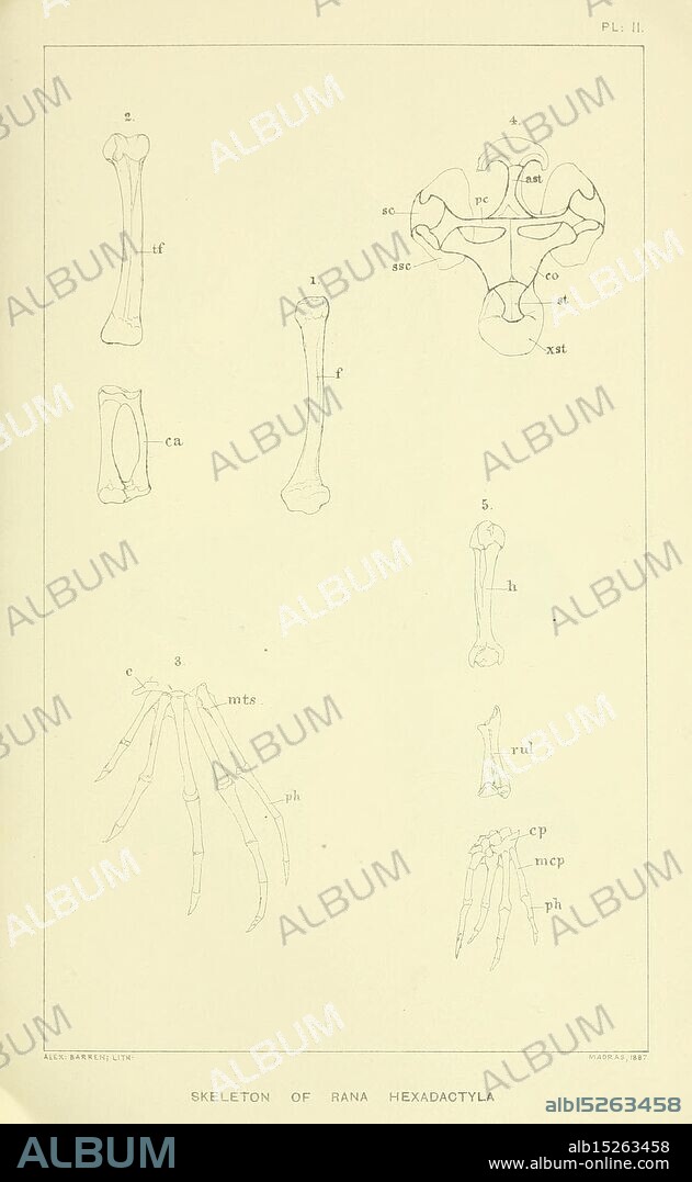 Catalogue of the Batrachia Salientia and Apoda (frogs, toads, and caecilians) of southern India, Madras, Superintendent, Government Press, 1888, India, amphibians, Anura, The illustration presents a detailed study of the skeleton of *Rana hexa-dactyla*, showcasing various skeletal elements. It includes labeled drawings of different bones, such as the femur, various phalanges, and the structure of the forelimb. Each part is meticulously depicted with accompanying labels to indicate their anatomical names, providing an educational reference for understanding the skeletal structure of this frog species. The composition emphasizes clarity in anatomical labeling, making it a valuable resource for students and professionals in zoology and anatomy.